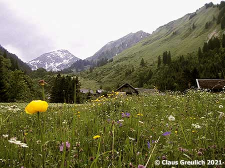 Foto: Blumenwiese bei der Alpe Fallerschein