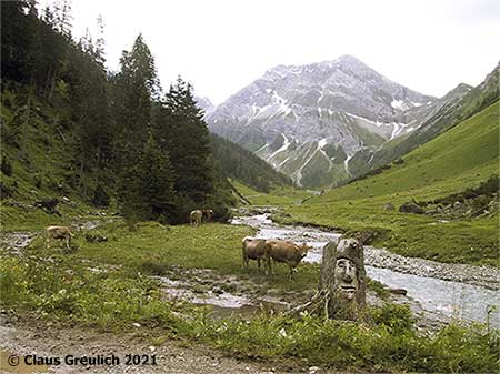 Foto: Almvieh und Berggeist im Kaisertal